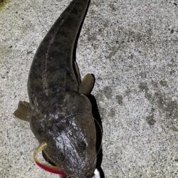 ダイソーＶＪでマゴチ