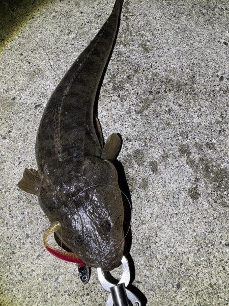 ダイソーＶＪでマゴチ