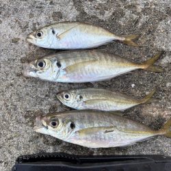 デカアジ釣れてます