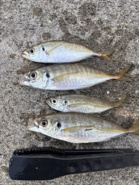 デカアジ釣れてます