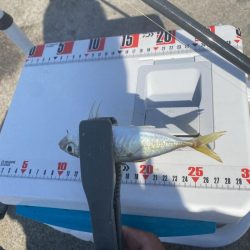 8種達成:シロギスタ↔︎カワハギスタ