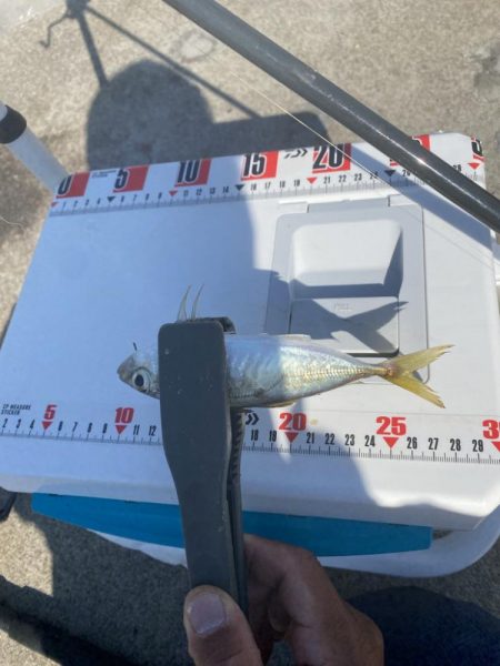 8種達成:シロギスタ↔︎カワハギスタ