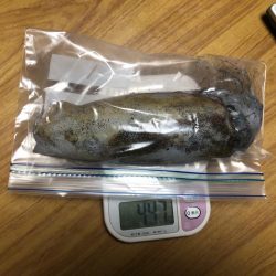 オールナイト釣行