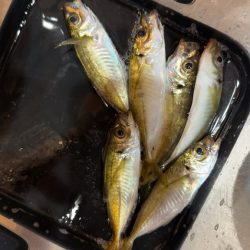 攻め過ぎました。