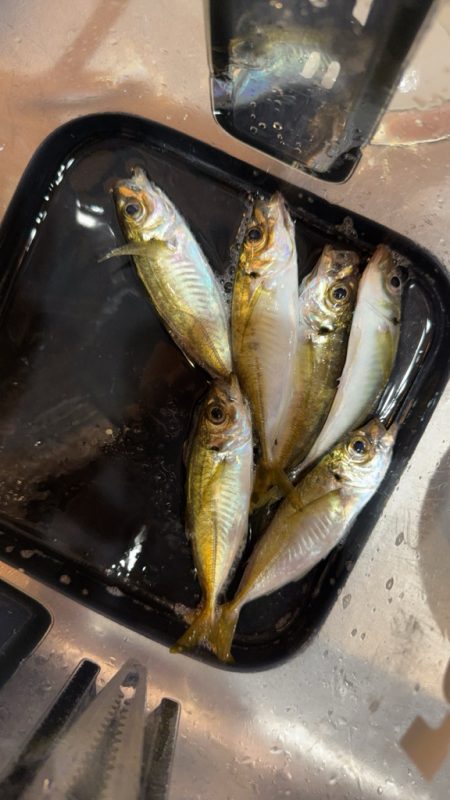 攻め過ぎました。