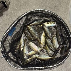 2日連続アジング。