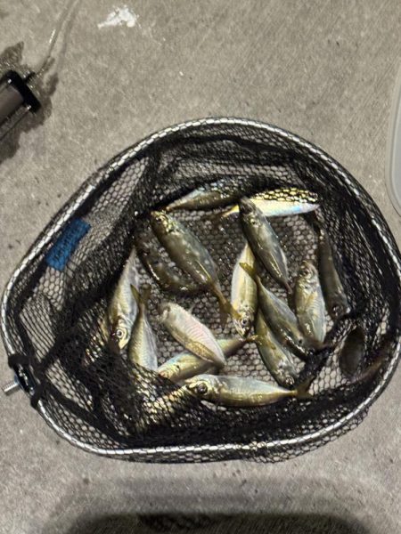 ２日連続アジング。