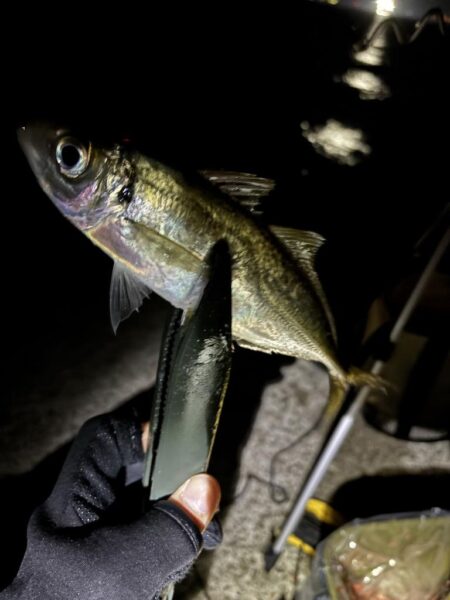 あわじの美味しいアジ調達