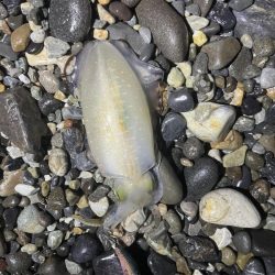 アオリイカ釣行