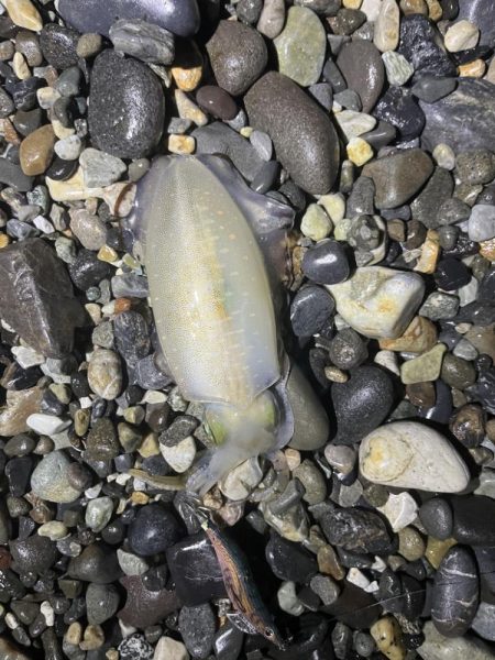 アオリイカ釣行