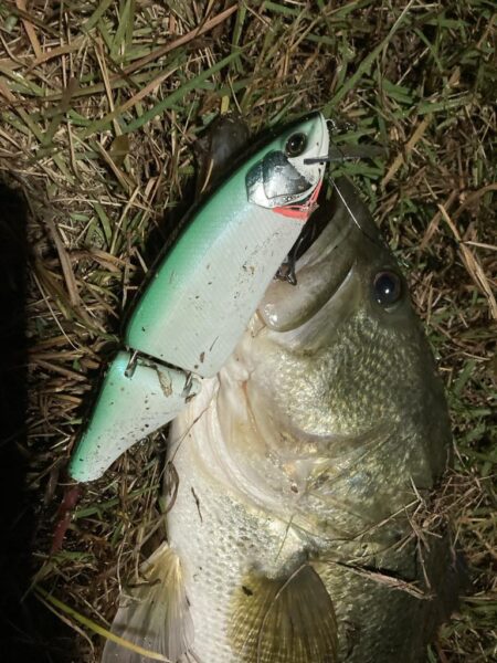 ロクマル出ました