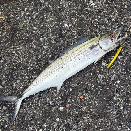 牙一族‼️湾奥にも襲来