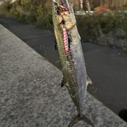 30分のフィーバータイム！