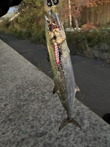 30分のフィーバータイム！