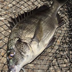 ヘチってきました