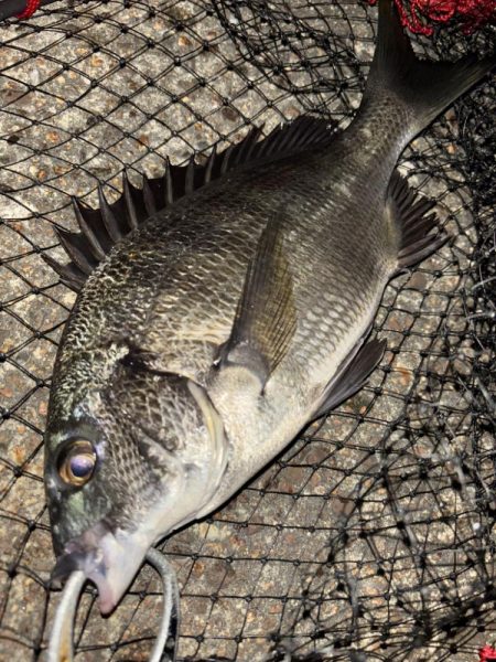 ヘチってきました