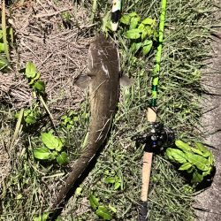 仕事帰りの鯰釣りルアー