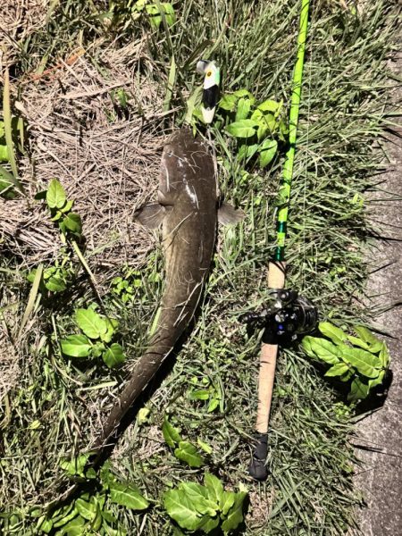 仕事帰りの鯰釣りルアー