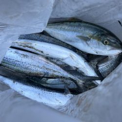 岸和田一文字でサゴシとハマチ!