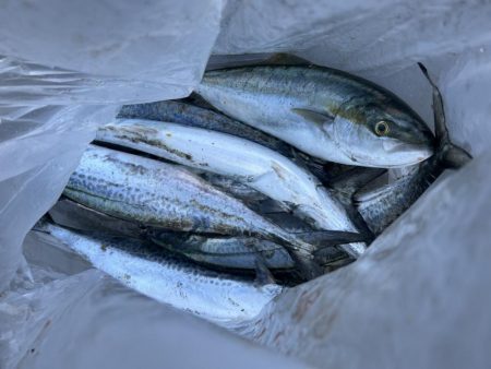 岸和田一文字でサゴシとハマチ!