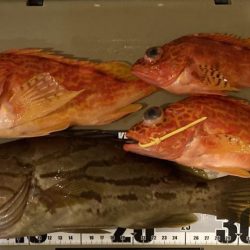 LJでホウキハタ連チャン!