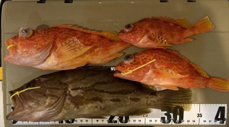 LJでホウキハタ連チャン!