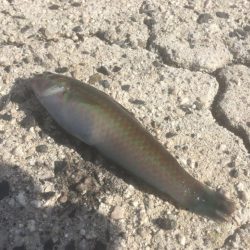 初めてのマゴチ