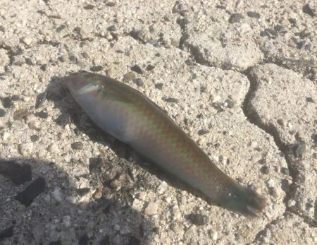 初めてのマゴチ