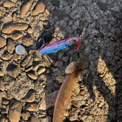 青物シーズン11