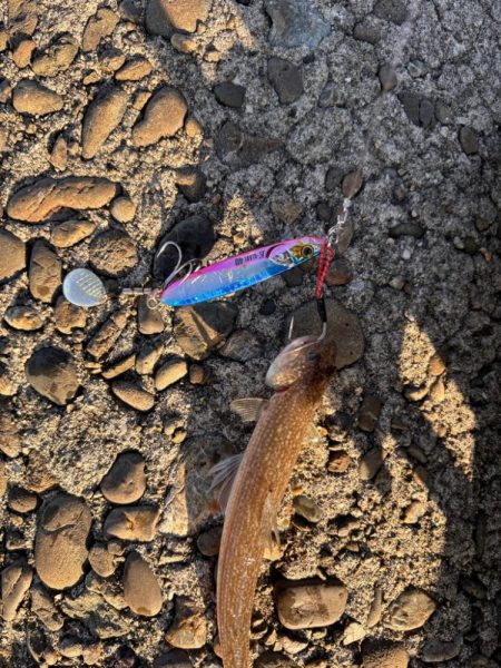 青物シーズン11