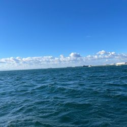 サゴシぼちぼち