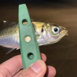 小アジとサバとチーバス