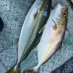 銚子沖、イワシ泳がせヒラメ