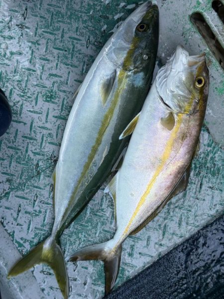 銚子沖、イワシ泳がせヒラメ