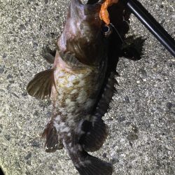 サゴシ➕ガシラ