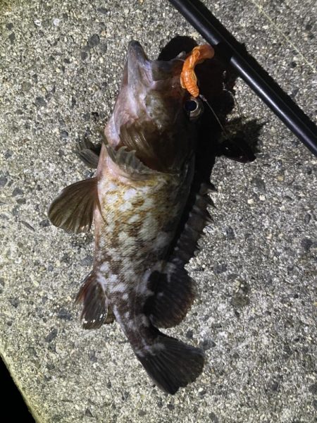 サゴシ➕ガシラ