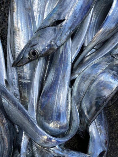 船からタチウオ