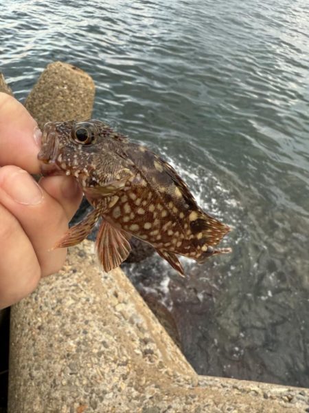 デイアジングも空振り