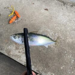 西宮浜西護岸チヌ、キビレ等