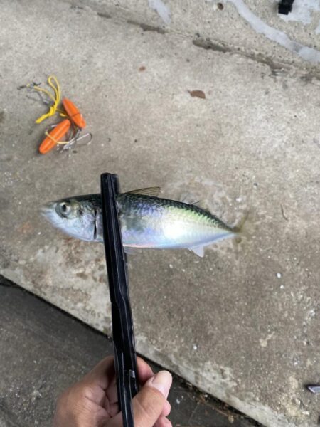 西宮浜西護岸チヌ、キビレ等