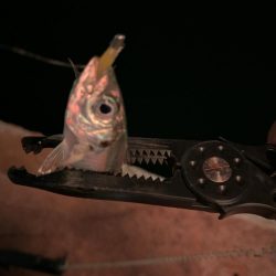 激寒アジング！