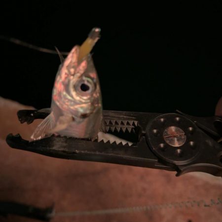 激寒アジング！