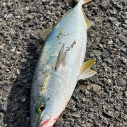 ハマチ　サゴシ