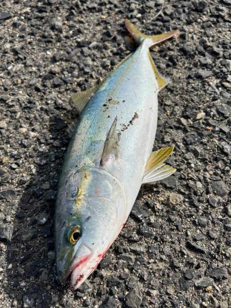 ハマチ　サゴシ