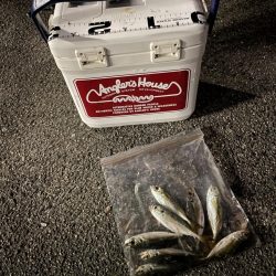 ジグ単de~アジング！これからやのに