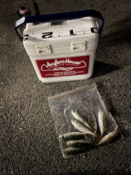 ジグ単de~アジング！これからやのに