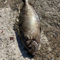 カゴ釣りと飛ばしサビキで