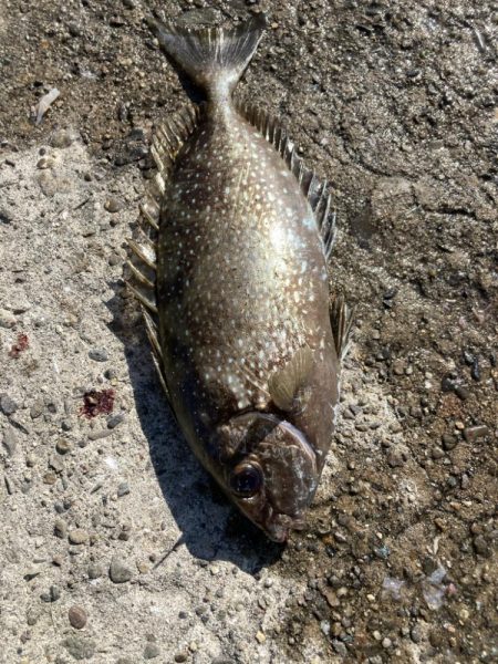 カゴ釣りと飛ばしサビキで