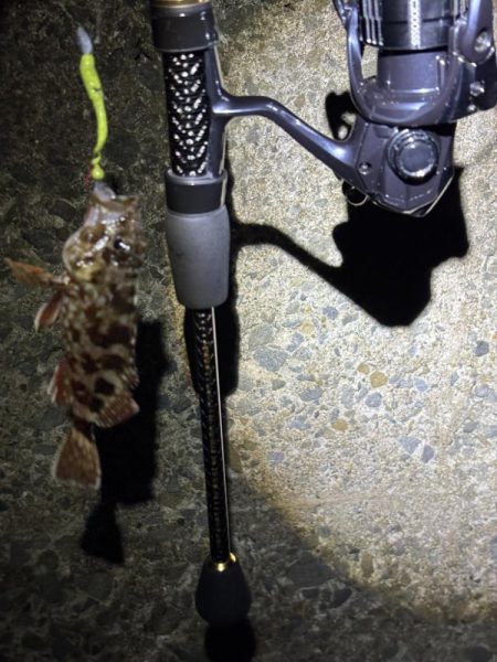 11月の秋エギング