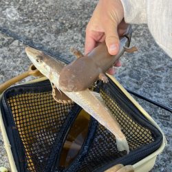 夜釣りと投げ釣り